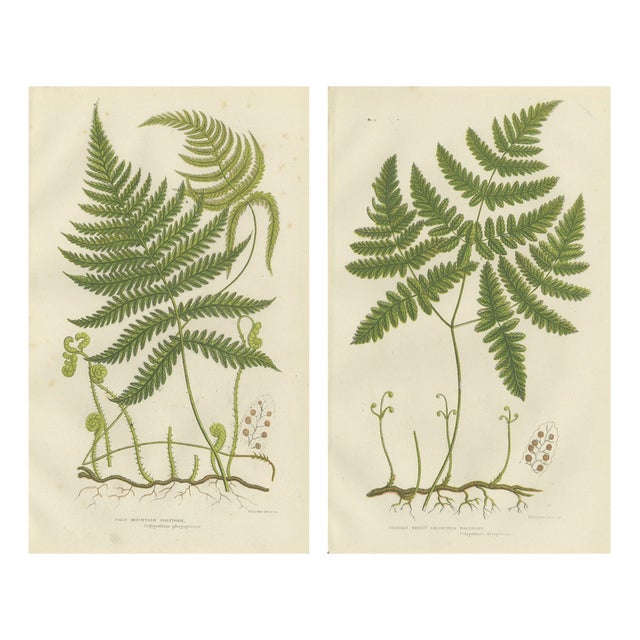Victorian Hand-Colored Engravings of Rush and Sedge Plants, 1873, Set of 2 For Sale