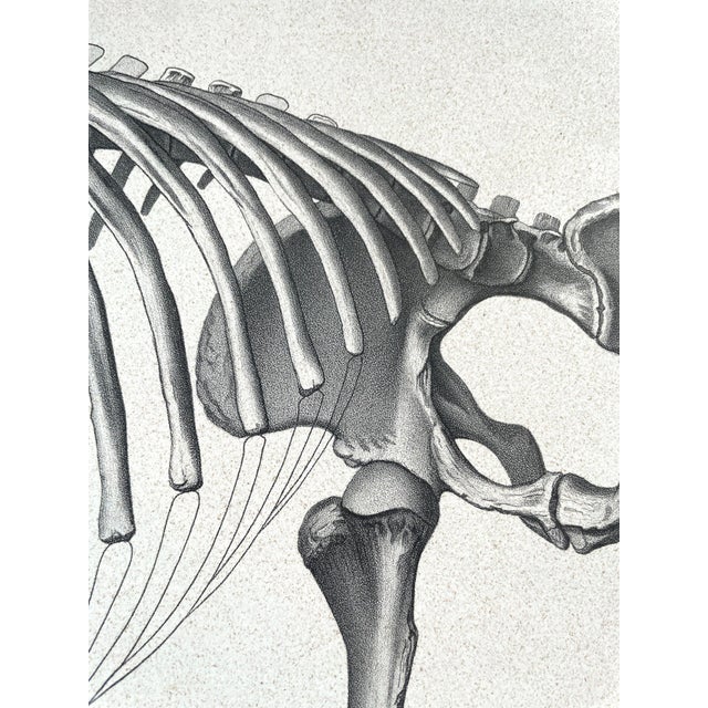 American 1883 Lithograph Reproduction of Dinocerata From the Yale Paleontology Department For Sale - Image 3 of 8