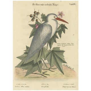 Lesser White Heron, 1773, Hand-Colored Engraving For Sale