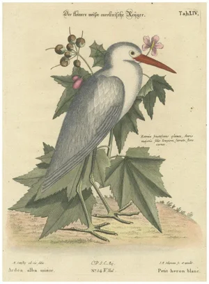 Lesser White Heron, 1773, Hand-Colored Engraving