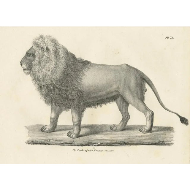 Majestic Barbary Lion Standing in Profile, 1836, Lithograph For Sale - Image 6 of 11