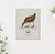 William Lewin 1789 Waterbirds Fine Art Gallery Board Print - The Water Rail For Sale - Image 13 of 14