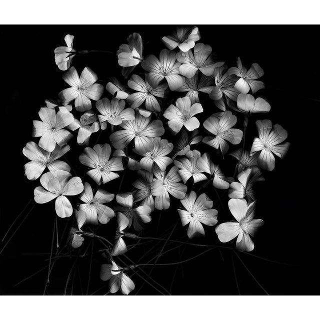 Ugne Pouwell, Bloom Cluster, 2024, Photography For Sale - Image 6 of 6