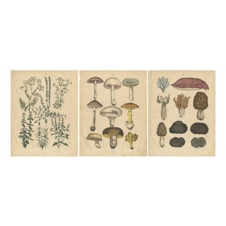 Calwer, Herbs and Mushrooms Botanical Plates, Natural History Set, 1852, Prints, Set of 3 For Sale