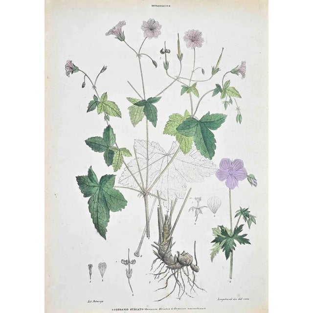 Vincenzo Tenore, The Striped Geranium, Lithograph, 1870s For Sale