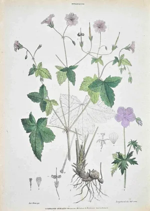 Vincenzo Tenore, The Striped Geranium, Lithograph, 1870s