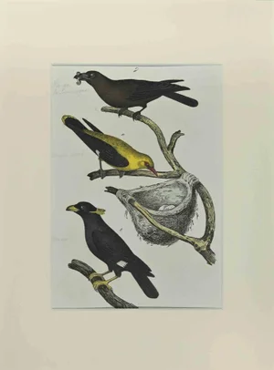 Johann Friedrich Naumann, Blackbird, Etching, 1840