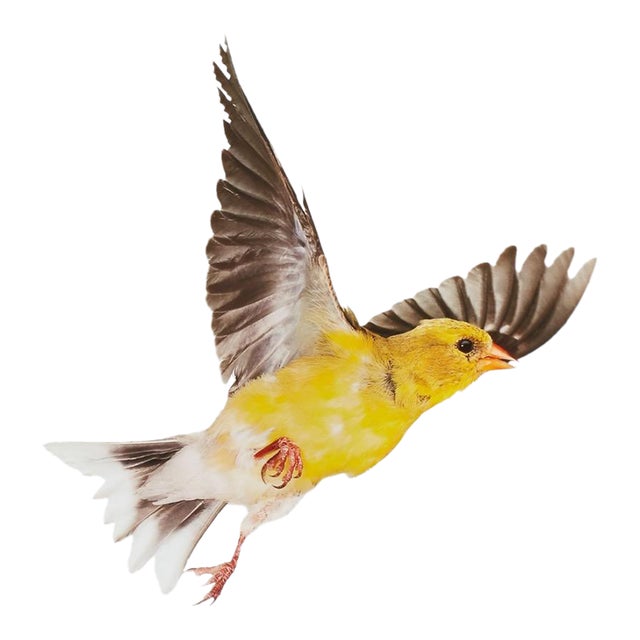Contemporary Paul Nelson Bird Art Photos (3) For Sale