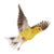 Contemporary Paul Nelson Bird Art Photos (3) For Sale