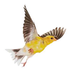 Contemporary Paul Nelson Bird Art Photos (3)