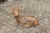 Brown Vintage American Concrete Reclining Deer Sculpture with Iron Antlers and Patina For Sale - Image 8 of 11