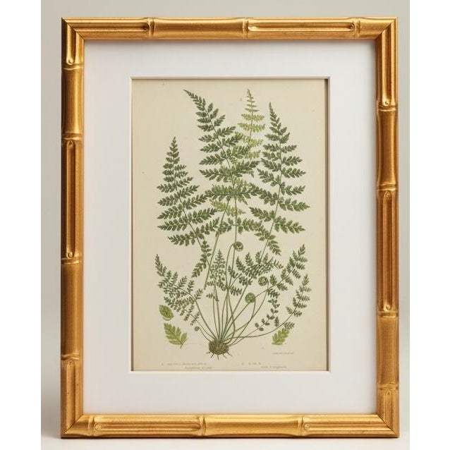 Victorian English Victorian Fern Engravings Botanicals Att. Anne Pratt in Gilt Faux Bamboo Frames - Set of 6 For Sale - Image 3 of 10