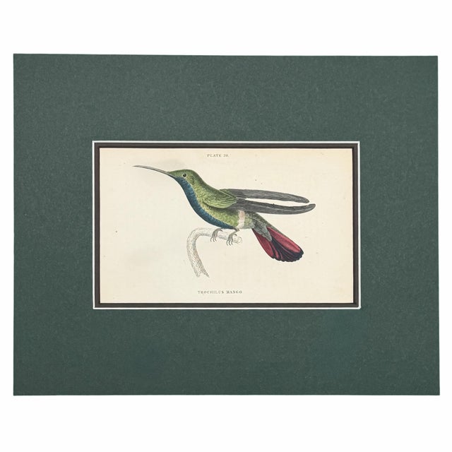 Antique Hummingbird Print Gallery, Set of 5 | 1833 Hand-Colored Jardine Engravings, Matted For Sale - Image 4 of 6