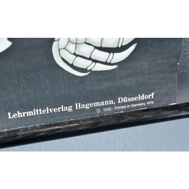 Textile Wall Chart of the Mole by Jung-Koch-Quentell, 1950s For Sale - Image 7 of 8