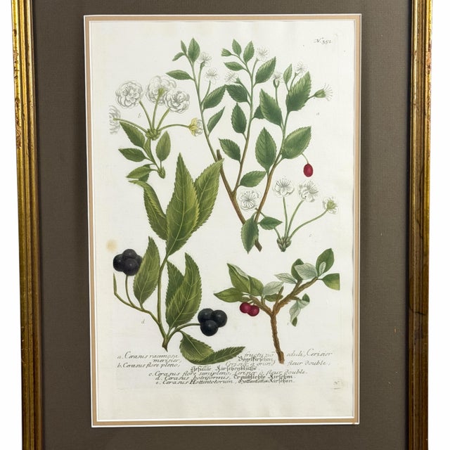 Weinmann 1739 Cherry Blossoms & Fruits Mezzotint | Hand-Colored Johann Weinmann Botanical Print For Sale - Image 4 of 9