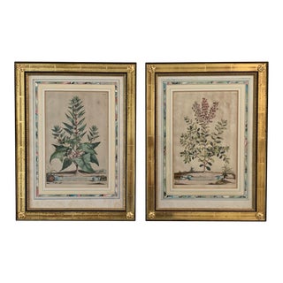 Vintage Botanical Drawing Prints in Painted Gold Wood Frames For Sale