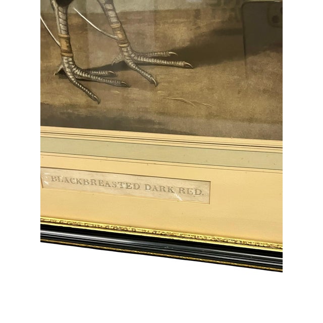 Black Antique Pair of English Game Bird Sporting Hand Colored Engravings in Ebonized Frames For Sale - Image 8 of 18