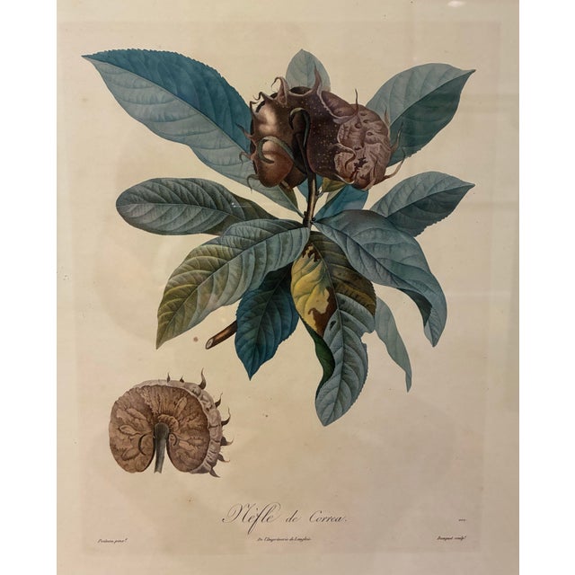An elegant French botanical fruit illustration titled *Nèfle de Correa*, featuring a beautifully detailed branch with lush...