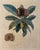 An elegant French botanical fruit illustration titled *Nèfle de Correa*, featuring a beautifully detailed branch with lush...