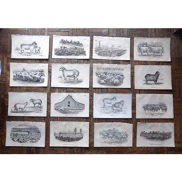 Printmaking Materials Authentic Antique 19th Century Sheep Stone Lithographs - Set of 20 For Sale - Image 7 of 7