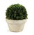 English Kenneth Ludwig Chicago Boxwood Ball in Pot For Sale - Image 3 of 3