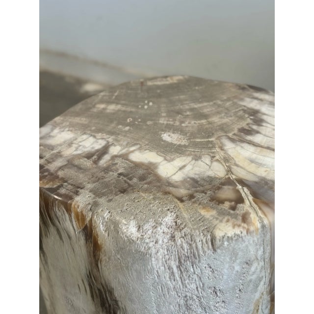 Petrified Stool - Single For Sale - Image 11 of 17