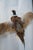 Taxidermy Flying Pheasant For Sale In Los Angeles - Image 6 of 6