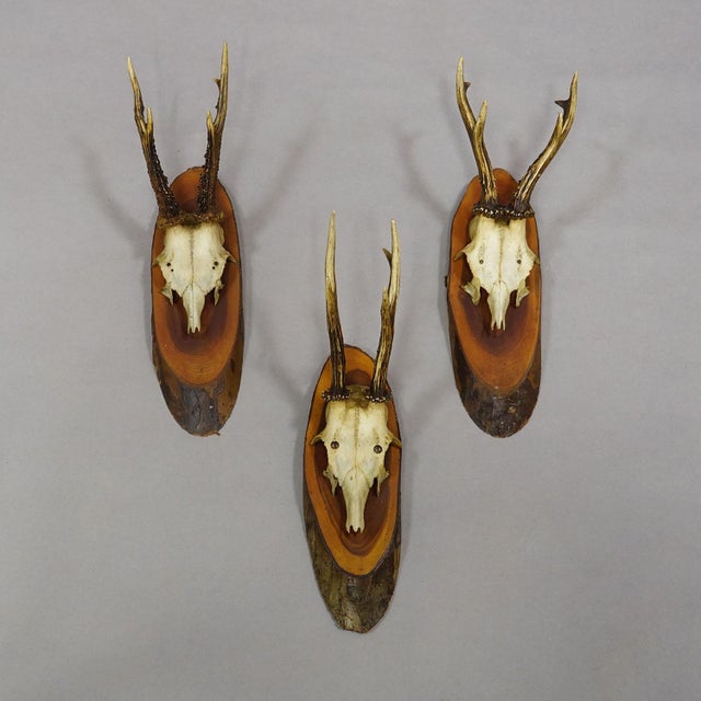 Set of Six Roe Deer Trophies on Wooden Slices Germany Ca. 1950s For Sale - Image 6 of 8