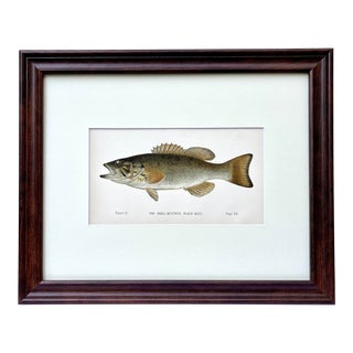 Original Antique Chromolithograph the Small Mouthed Black Bass Fish Print by Tarleton Bean Circa 1890 For Sale