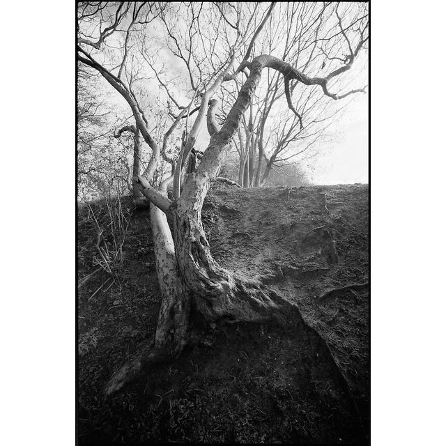 Paul Cooklin, Tree Branches, Edition of 50 For Sale - Image 7 of 7
