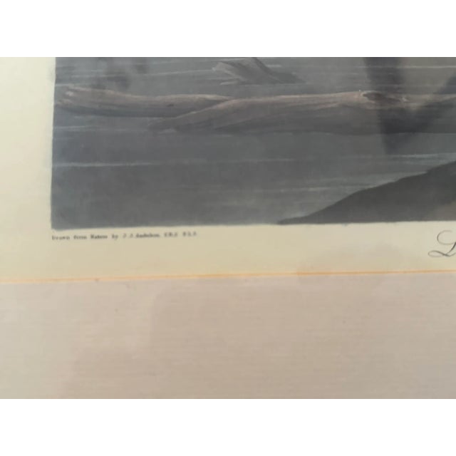 Great Blue Heron by John James Audubon – Original Mid-19th Century Lithograph, Framed For Sale In Chicago - Image 6 of 7