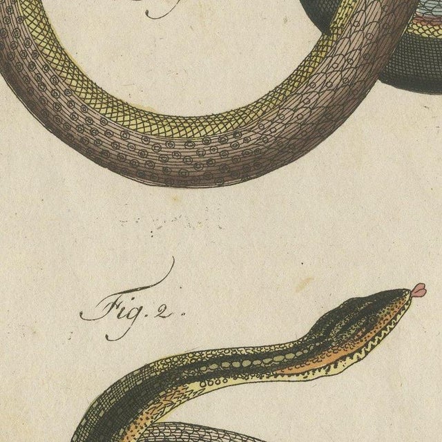 Bertuch, Four Snakes in Colourful Coils, 1805, Print For Sale - Image 9 of 12