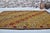 Textile 1950s Organic Modern Ochre Yellow Rug For Sale - Image 7 of 10