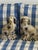 Gustavian (Swedish) Antique Chimney Dogs, 1900, Set of 2 For Sale - Image 3 of 9