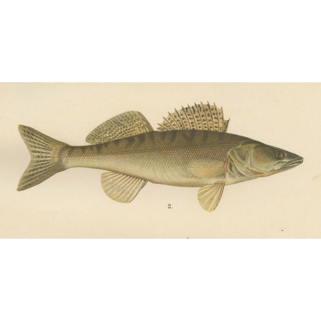 This beautifully detailed 19th-century lithograph from 'Skandinaviens Fiskar' showcases three iconic freshwater fish of...