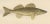 This beautifully detailed 19th-century lithograph from 'Skandinaviens Fiskar' showcases three iconic freshwater fish of...