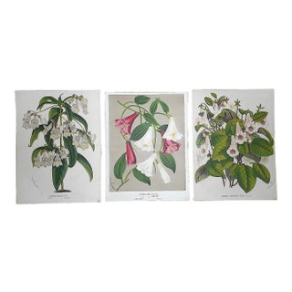 Antique Botanical Lithographs-Flowers-Set of 3-Apprx. 10"x13" For Sale