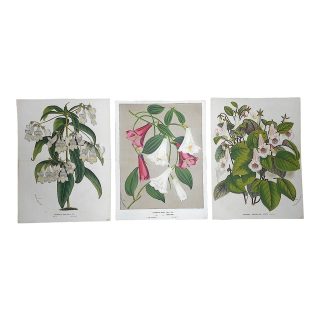 Antique Botanical Lithographs-Flowers-Set of 3-Apprx. 10"x13" For Sale