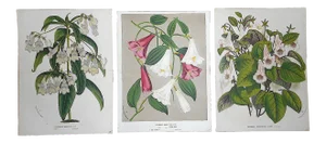 Antique Botanical Lithographs-Flowers-Set of 3-Apprx. 10"x13"