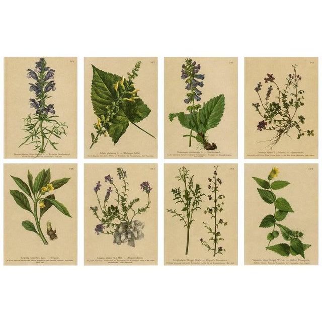 After Anton Hartinger, Alpine Botanical Plates, Chromolithographs, 1897, Set of 8 For Sale - Image 12 of 12