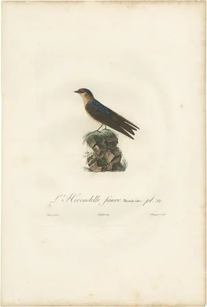 Vieillot, Bird Illustration of the Cave Swallow, 1807, Print