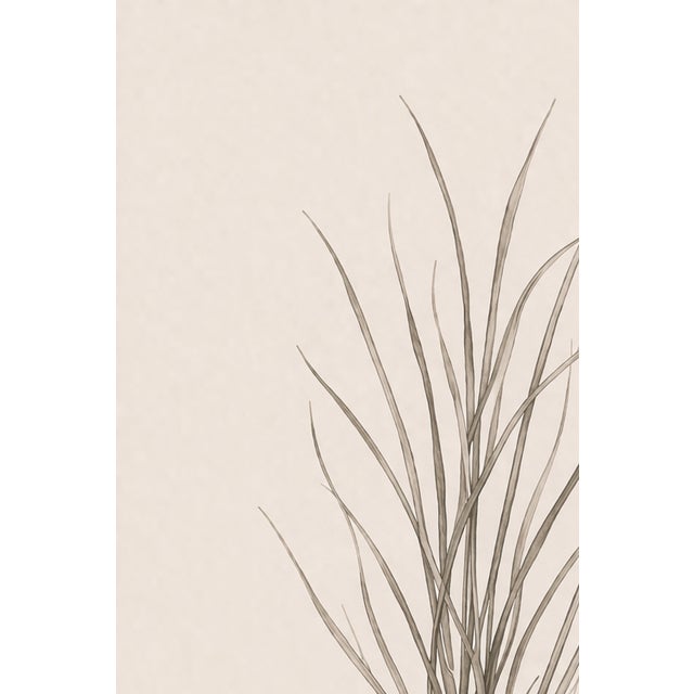 Coastal Sea Grass Study Iv, Minimalist Botanical Art Print, 24" × 36" Reproduction For Sale In Buffalo - Image 6 of 10