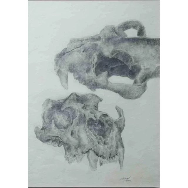 Original drawing - anatomical study: lion skull - frontal view, upper, and lower casing - graphite drawing on strathmore -...