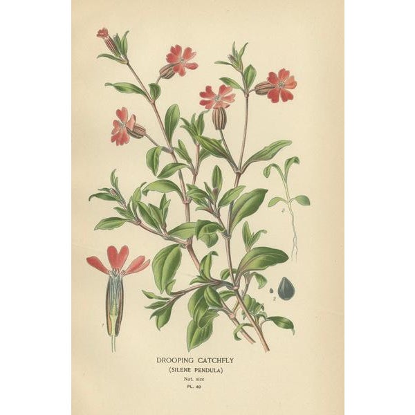 Edward Steps, Victorian Botanical Triptych, 1896, Paper, Set of 3 For Sale - Image 3 of 6