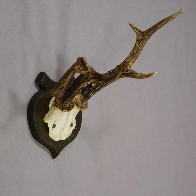 Abnorm Deer Trophy on Turned Plaque, Germany Ca. 1930s For Sale - Image 4 of 7