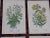 Late 19th Century Authentic Antique 19th Century Botanical Lithographs - Set of 12 For Sale - Image 5 of 7