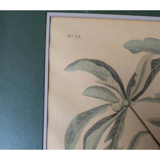 A beautifully framed ornithological print after John James Audubon, depicting the rare Bachman's Warbler among flowering...
