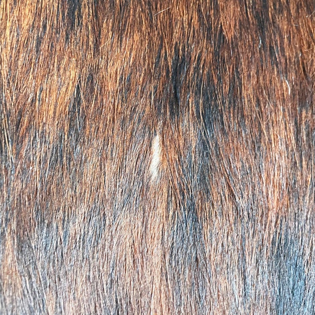 Italian Modern LC4 Chaise Lounge by Le Corbusier, Pierre Jeanneret and Charlotte Perriand for Cassina, 1970s For Sale - Image 12 of 18