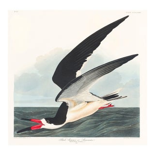 Black Skimmer, Vintage Art Print Reproduction From Birds of America by John James Audubon, 20" X 20" For Sale