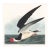Black Skimmer, Vintage Art Print Reproduction From Birds of America by John James Audubon, 20" X 20" For Sale